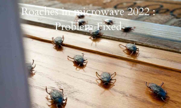 Roaches in microwave 2022 : Problem Fixed
